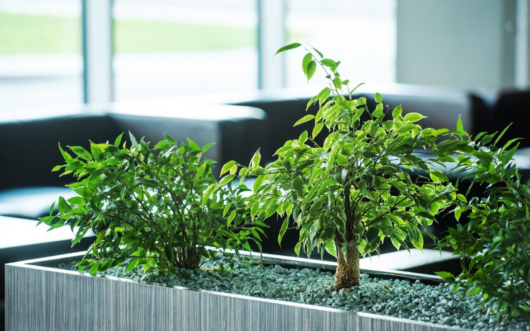 Office plants – the science behind workplace greenery